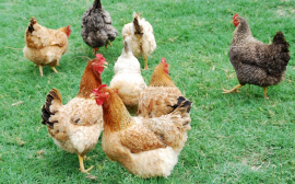 В Иркутской области производство мяса птицы выросло на 5,5%