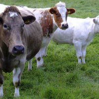 Министерство сельского хозяйства региона просит компенсировать выплаты на корм скоту