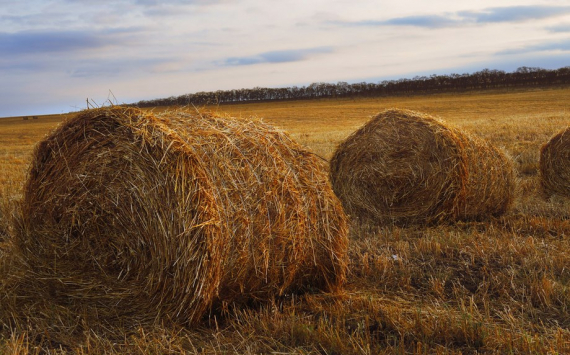 В Иркутской области фермеры получат в виде грантов 36,5 млн рублей