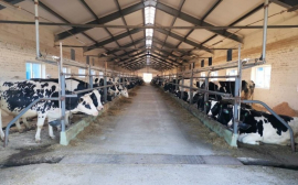 Иркутские предприятия молочного животноводства могут получить компенсацию за строительство ферм