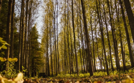 В Иркутской области в первый лесосеменной центр вложат 400 млн рублей