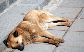 В Иркутской области на создание приютов для собак направят 19 млн рублей