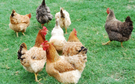 В Иркутской области в производство органических удобрений из куриного помета вложили 150 млн рублей