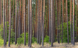 В Иркутской области бизнес привлекут к лесовосстановлению