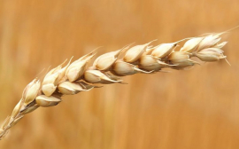 В Иркутской области спрогнозировали объем урожая зерна