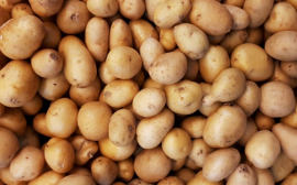 В Приангарье спрогнозировали хороший урожай картофеля
