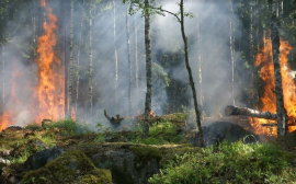 В Приангарье 255,7 млн рублей выделено для тушения лесных пожаров