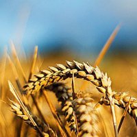 Сельхозпроизводители Иркутской области получат субсидии 