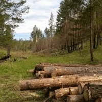 В Иркутской области разработают закон об организации пунктов приема и отгрузки древесины