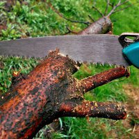 Жители Иркутска могут подавать заявления на снос аварийных деревьев