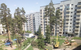 Жители Усть-Илимска пожаловались на массовую вырубку хвойных деревьев