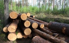 Генпрокуратура России выявила незаконные вырубки иркутских лесов
