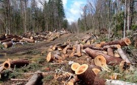 В Иркутской области вдвое снизились объёмы незаконных вырубок леса