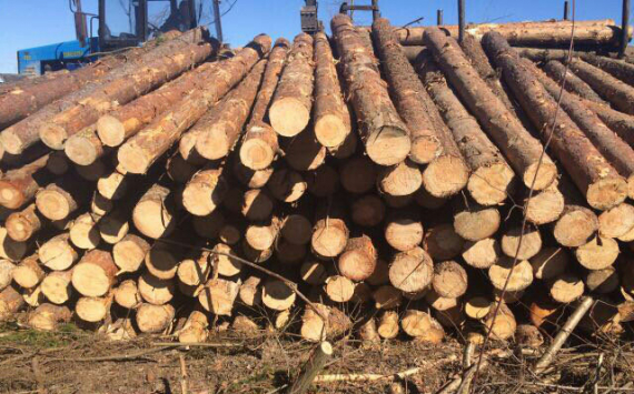 Левченко предложил Путину запретить на год экспорт леса-кругляка в Китай