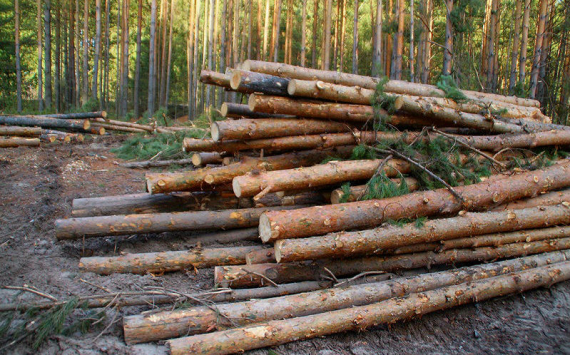 Число иркутских экспортёров леса сократилось на 12%