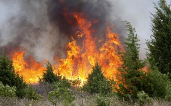 В Иркутской области на охрану лесов выделят 292 млн рублей в связи с пожарами
