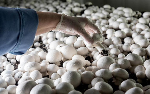 «Шелеховский гриб» начал строительство второго цеха по выращиванию шампиньонов