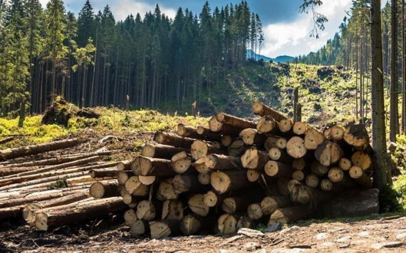 В Иркутской области сократились масштабы незаконной вырубки леса