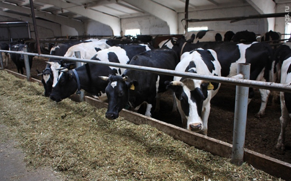 В Усольском районе открылись две новые молочные фермы