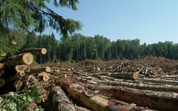 В Иркутской области прекращена вырубка защитных лесов