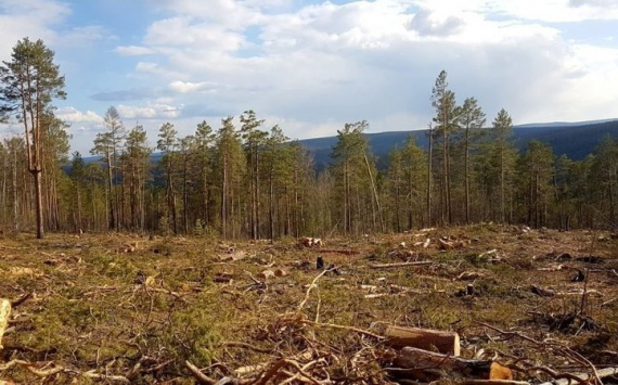Магомедов: объёмы восстановления иркутских лесов недостаточны