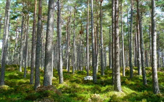 В Иркутской области за 2020 год будут восстановлены 145,3 тыс. гектаров леса