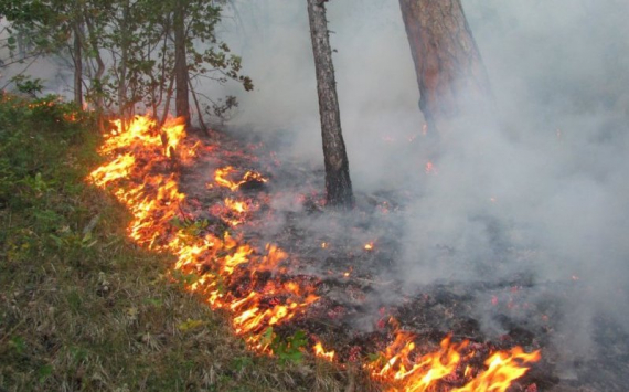 В иркутских лесах с апреля вводится противопожарный режим