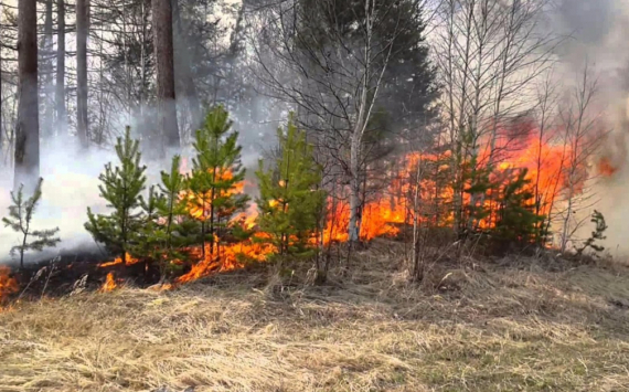 На лесопожарные мероприятия в Иркутской области будут выделены 100 млн рублей