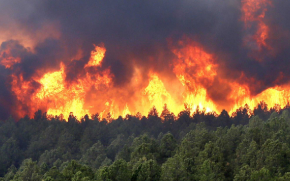 В Иркутской области сократилось количество лесных пожаров