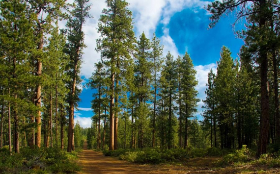 В Иркутской области будет запущен пилотный проект восстановления кедровых лесов
