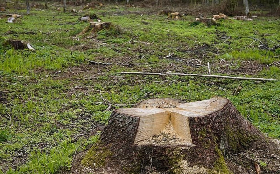В Приангарье ущерб от вырубки леса сократился на 1,8 млрд рублей