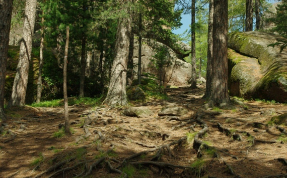 В Иркутской области на треть сократили площадь леса, зараженного вредителями-насекомыми