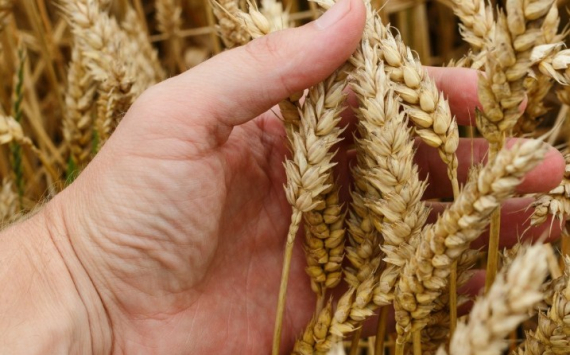 В Приангарье аграрии намолотили 899 тыс. тонн зерна