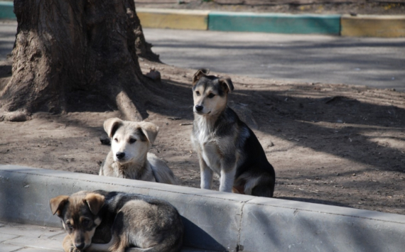 В Нижнеудинском районе построят приют для 400 собак