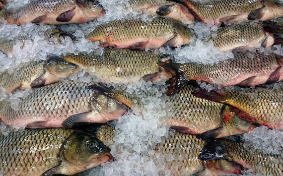 В Ангарске открыли новый цех по переработке рыбы