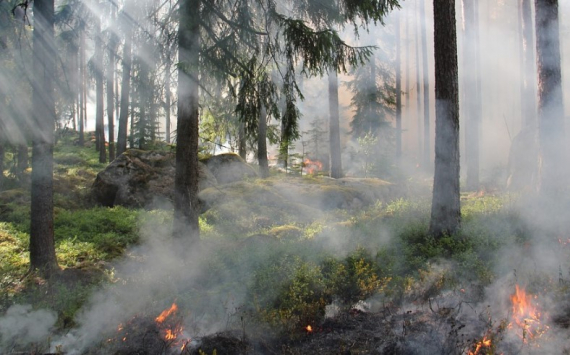 Правительство выделит Иркутской области 270 млн рублей на тушение лесных пожаров