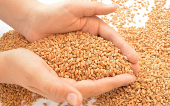 Иркутская область экспортировала в Бурятию 18,5 тыс. тонн зерна