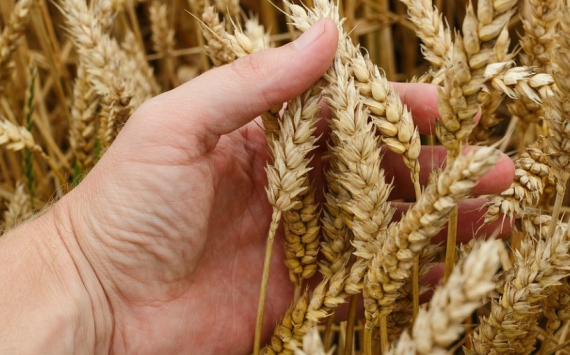 Иркутской области предстоит произвести почти миллион тонн зерна