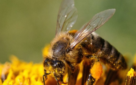 В Иркутской области пчеловоды в полтора раза увеличили сбор меда