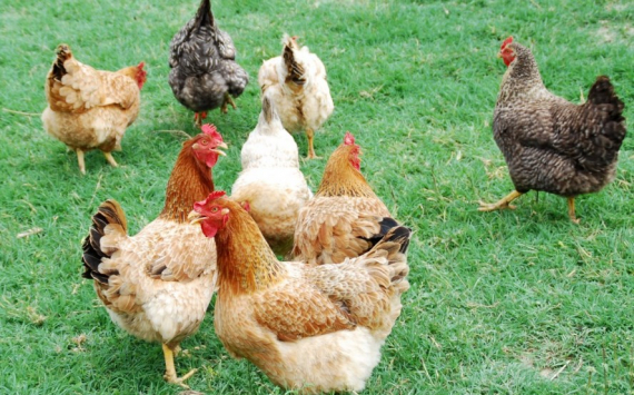 В Иркутской области в производство органических удобрений из куриного помета вложили 150 млн рублей