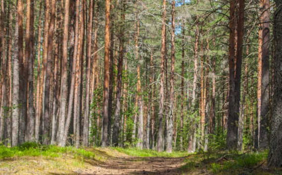 В Иркутской области создадут совет по развитию лесного комплекса