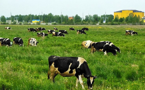 В Иркутской области открылась первая роботизированная молочно-товарная ферма
