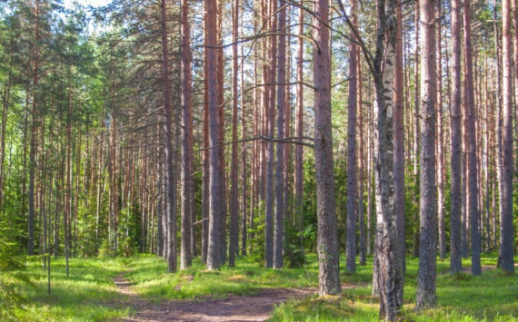 В Иркутской области разработали меры поддержки лесной отрасли