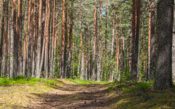 В Иркутской области налоги от «лесных» предприятий выросли на 74%