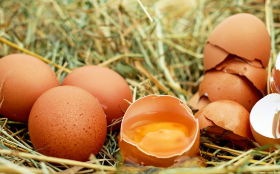 Иркутская область обеспечила себя яйцами на 158%