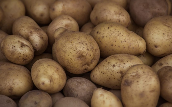 В Приангарье на поддержку производства картофеля выделят 42,4 млн рублей