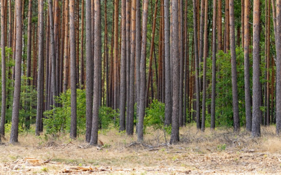В Иркутской области на защиту лесов от пожаров выделят почти 2 млрд рублей