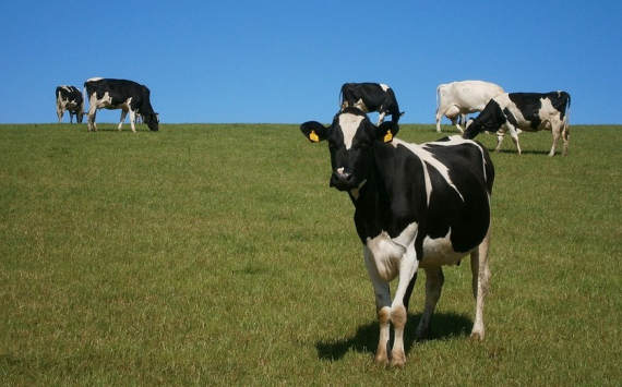 Алдаров призвал упростить получение субсидий на животноводство в Приангарье
