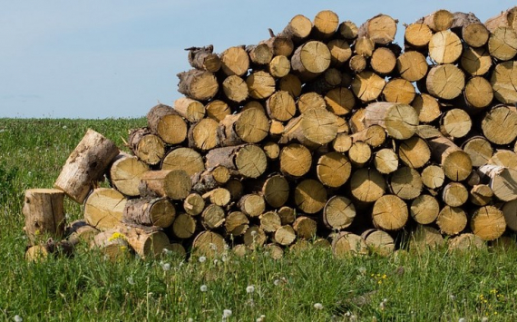В Усть-Куте хотят построить деревообрабатывающее производство