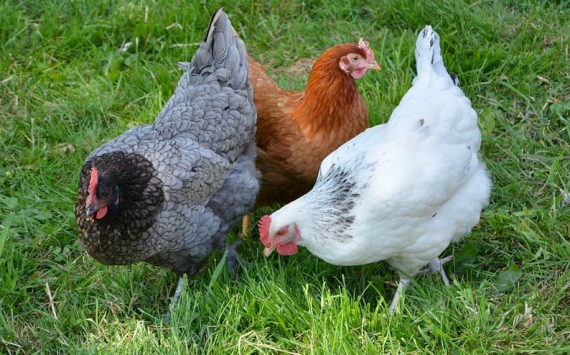 В Иркутской области на 4,2% увеличили производство мяса птицы